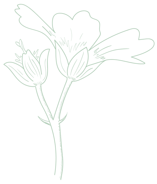 Bloom social Marketing